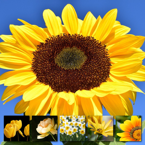 Collage de flores y plantas: crea online y pide impresión premium de tus fotos