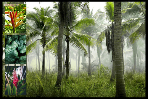 Collage de fotos de naturaleza crea e imprime premium plantas, palmeras y selva tropical