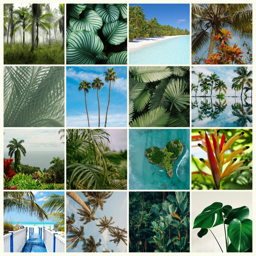 Collage de fotos de naturaleza crea e imprime premium plantas, palmeras y selva tropical