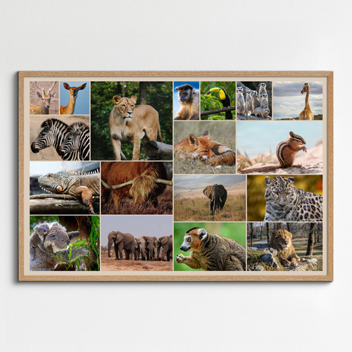 Collage de fotos de animales en la naturaleza: créalo online con impresión premium