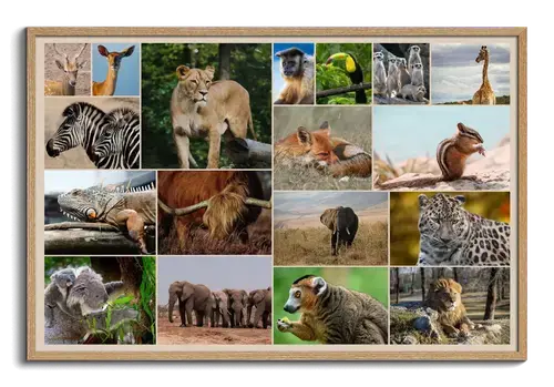 Collage Premium: Fauna Salvaje y Aves