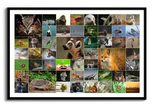 Collage de fotos de fauna con búho, zorro y erizo en una cuadrícula variada, en formato horizontal con marco negro