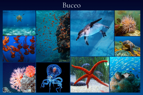 Collage de buceo con tus fotos marinas: crea e imprime póster premium