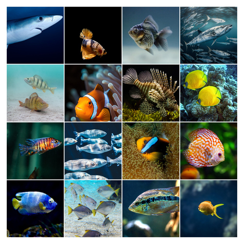 Collage de buceo con tus fotos marinas: crea e imprime póster premium