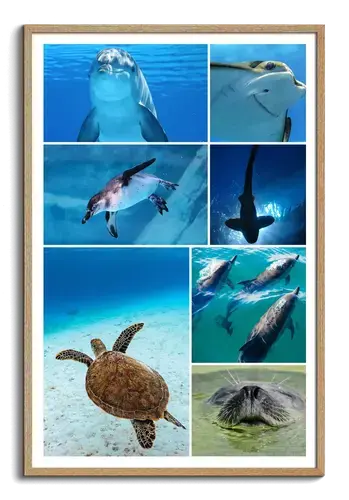 Collage Premium: Fauna Marina y Buceo