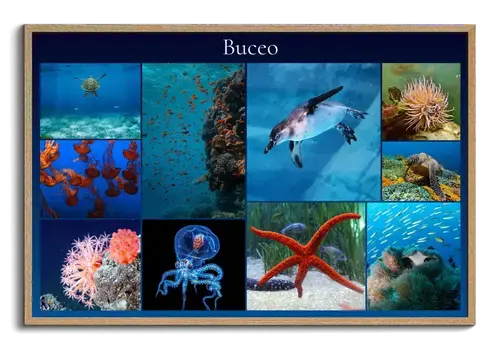 Collage Premium: Fauna Marina y Buceo