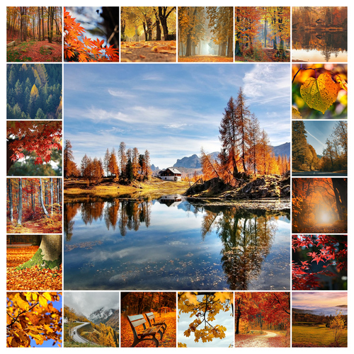 Collage de fotos de naturaleza y animales 4 estaciones: crea e imprime en calidad premium
