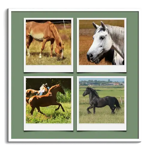 Animales en la Naturaleza: Collage Polaroid