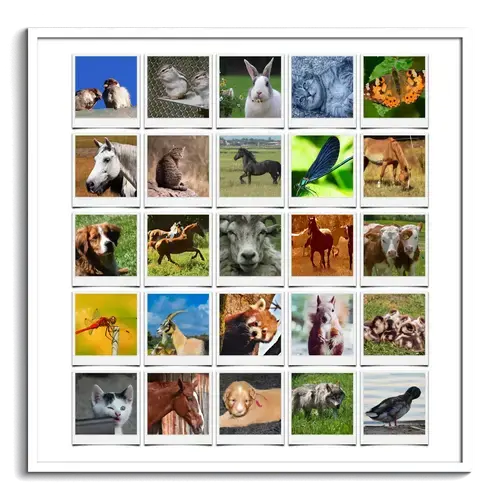 Animales en la Naturaleza: Collage Polaroid