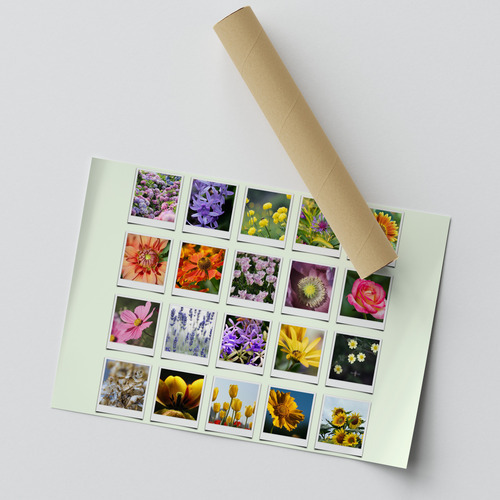 Collage Polaroid Natur y Estaciones