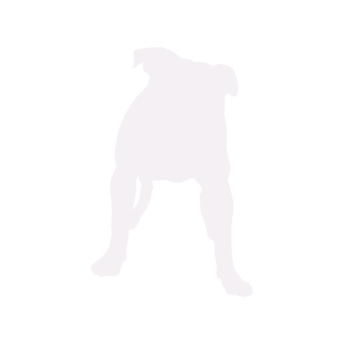 Silueta de perro American Bully de pie