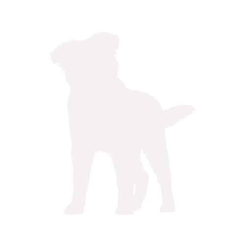 Silueta de perro Pastor Australiano de pie