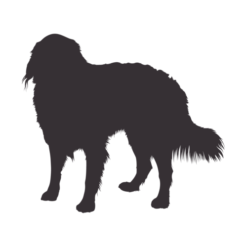 Silueta de perro Boyero de Berna de pie