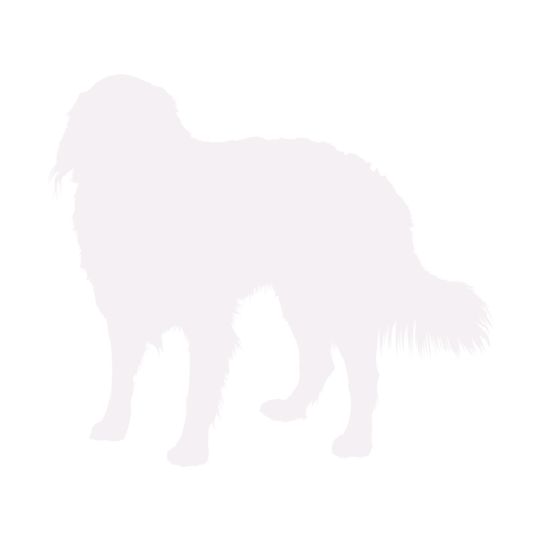 Silueta de perro Boyero de Berna de pie