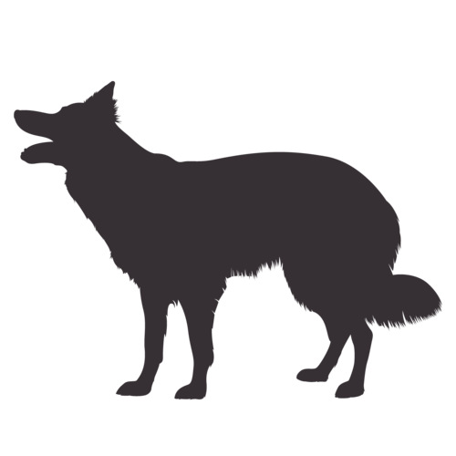 Silueta de perro Border Collie de pie