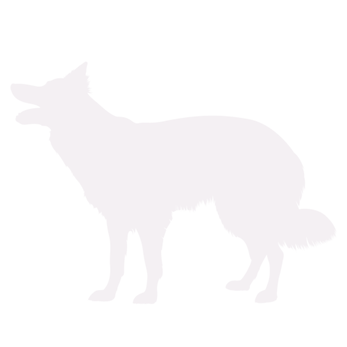 Silueta de perro Border Collie de pie