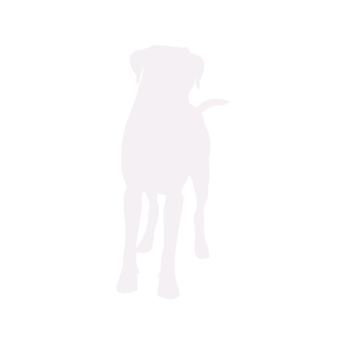 Silueta de perro Bóxer de pie