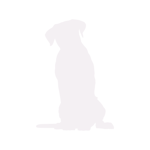 Silueta de perro Cane Corso sentado
