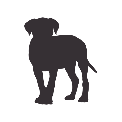 Silueta de perro Cane Corso de pie