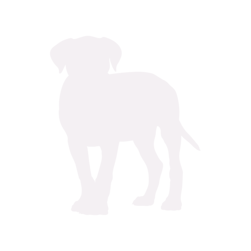 Silueta de perro Cane Corso de pie
