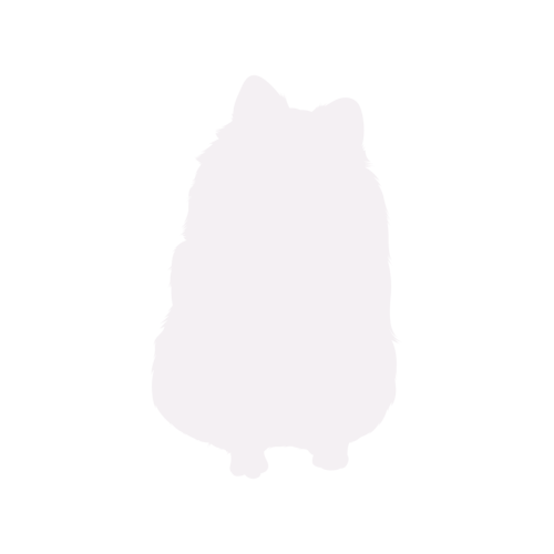 Silueta de perro Spitz Enano sentado