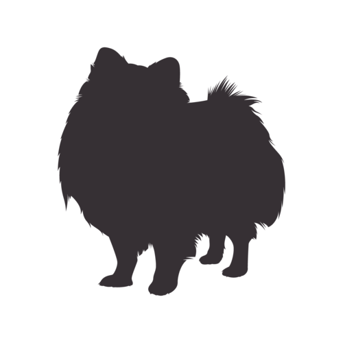 Silueta de perro Spitz Enano de pie