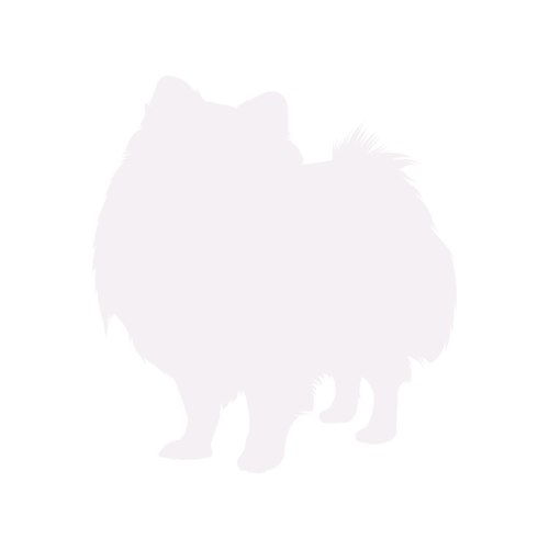 Silueta de perro Spitz Enano de pie