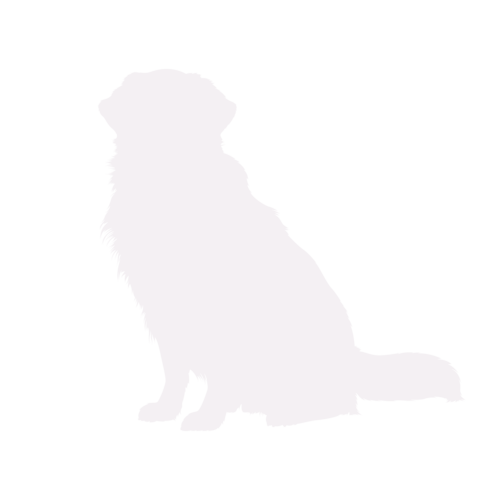 Silueta de perro Golden Retriever sentado
