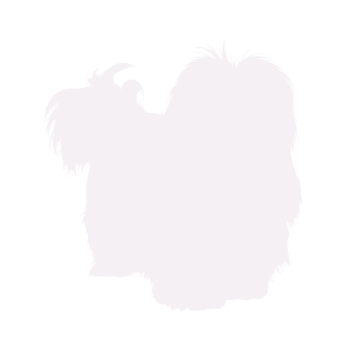Silueta de perro Habanés de pie
