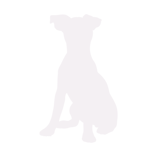 Silueta de perro Jack Russell Terrier sentado