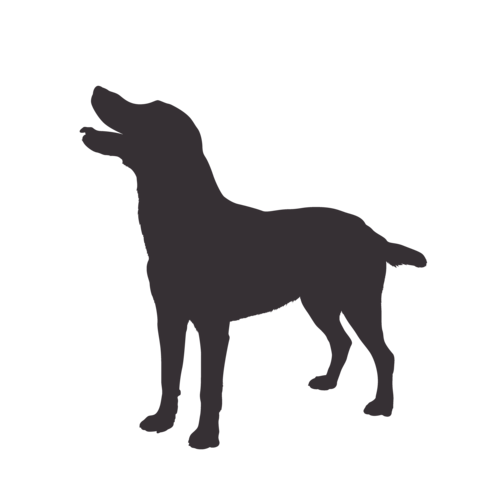 Silueta de perro Labrador de pie