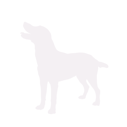Silueta de perro Labrador de pie