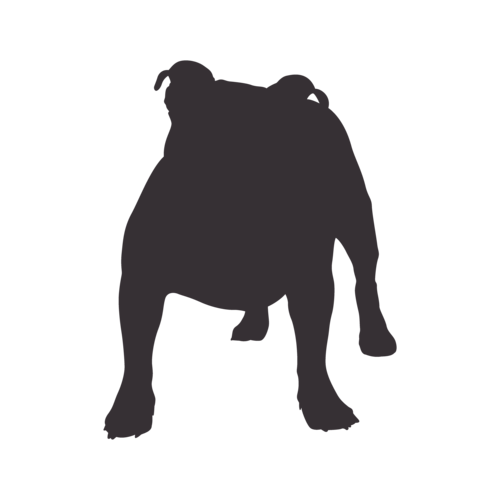 Silueta de perro Bulldog Inglés Antiguo de pie