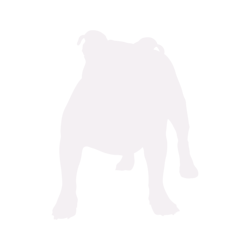 Silueta de perro Bulldog Inglés Antiguo de pie