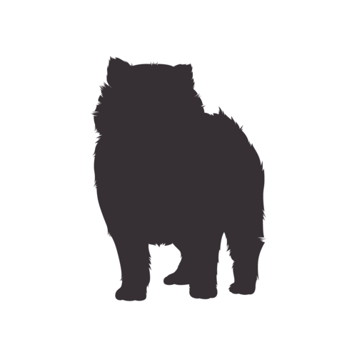 Silueta de perro Pomerania de pie