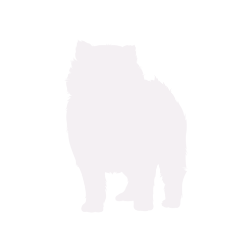 Silueta de perro Pomerania de pie