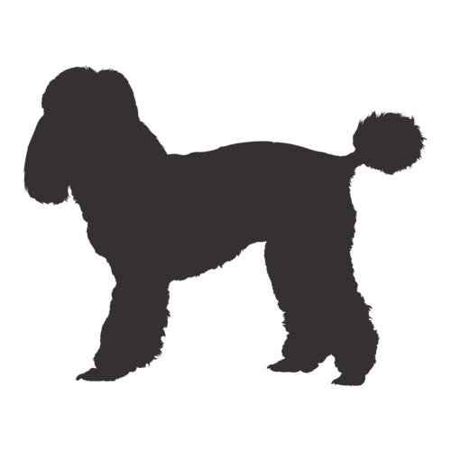 Silueta de perro Caniche de pie