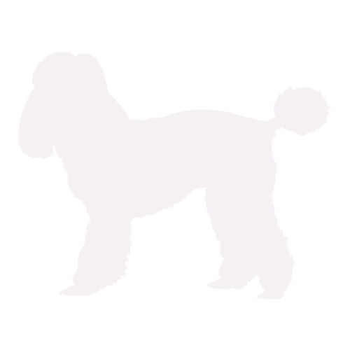 Silueta de perro Caniche de pie