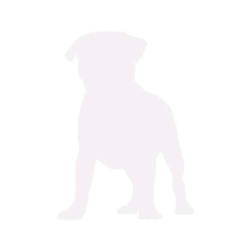 Silueta de perro Carlino de pie