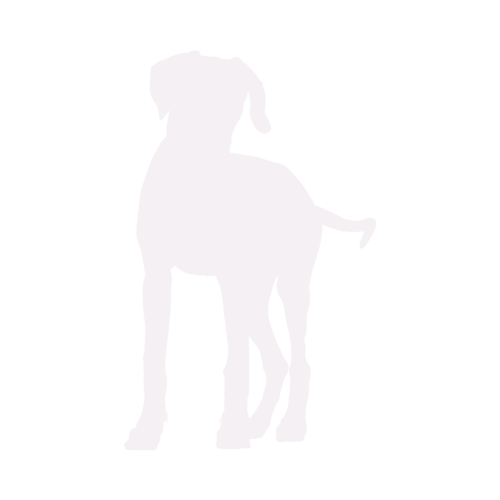 Silueta de perro Rhodesian Ridgeback de pie