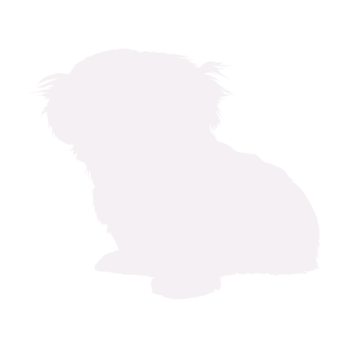 Silueta de perro Shih Tzu sentado