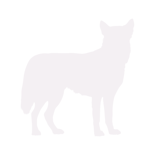 Silueta de perro Husky Siberiano de pie