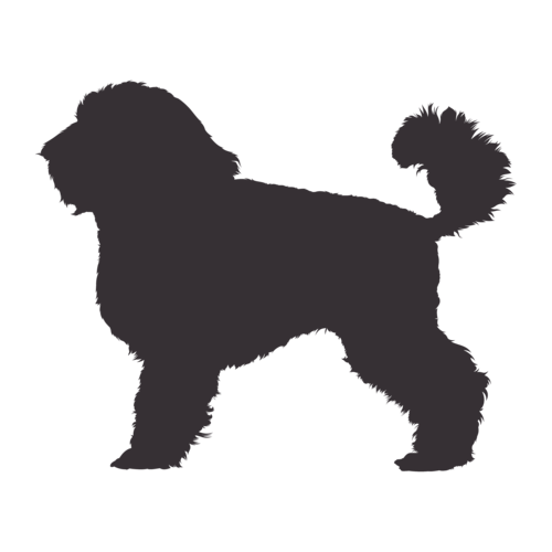 Silueta de perro Caniche Enano de pie