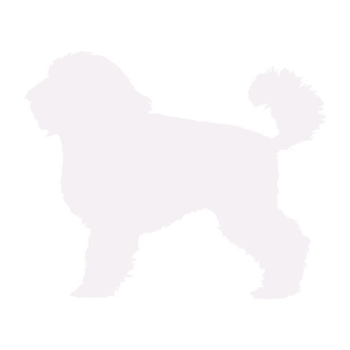 Silueta de perro Caniche Enano de pie