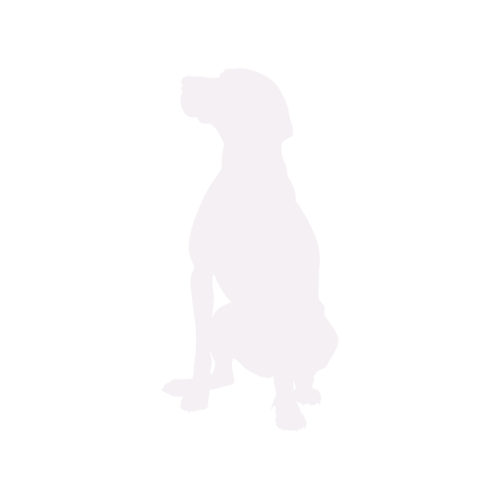 Silueta de perro Vizsla Húngaro sentado
