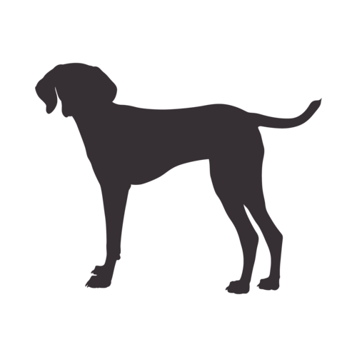 Silueta de perro Vizsla Húngaro de pie