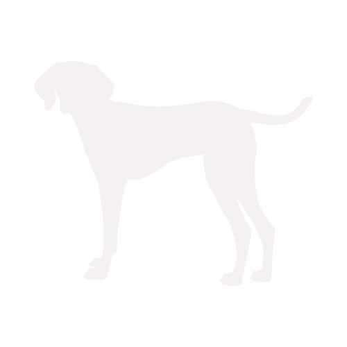 Silueta de perro Vizsla Húngaro de pie