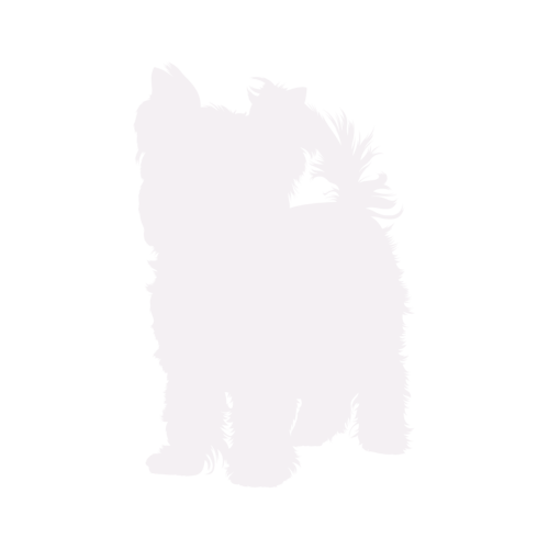 Silueta de perro Yorkshire Terrier de pie